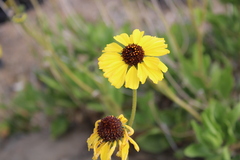 Encelia canescens