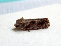Agriophara confertella