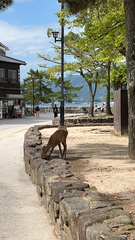 Cervus nippon centralis