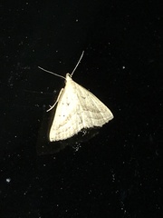 Macrochilo hypocritalis