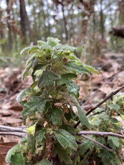 Xanthosia pilosa