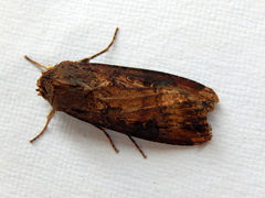 Agrotis ipsilon