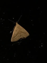 Macrochilo hypocritalis