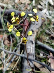 Diuris maculata
