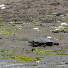 Malaclemys terrapin terrapin