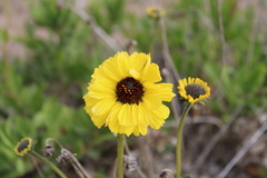 Encelia canescens