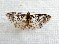 Alucita phricodes