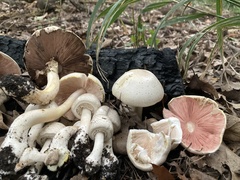 Agaricus placomyces