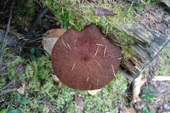 Suillus asiaticus