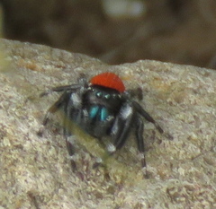 Phidippus carneus