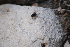 Sarconesiopsis magellanica