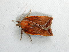 Arachnographa micrastrella