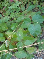 Toxicodendron rydbergii