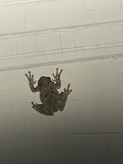 Hyla versicolor