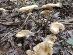 Armillaria mellea
