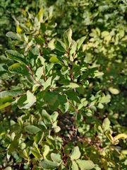 Vaccinium ovalifolium