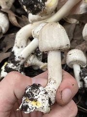 Agaricus placomyces