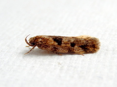 Barea melanodelta