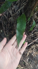 Microsorum pustulatum