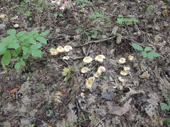 Armillaria mellea