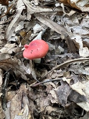 Russula silvestris