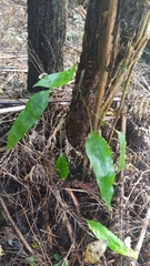 Microsorum pustulatum