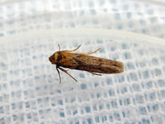 Blastobasis tanyptera