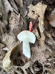 Russula silvestris
