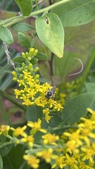 Callandrena