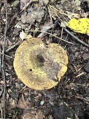 Lactarius sordidus