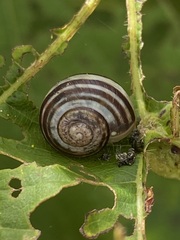 Cepaea