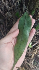 Microsorum pustulatum