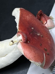 Russula silvestris