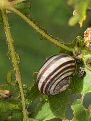 Cepaea