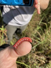 Eumorpha fasciatus