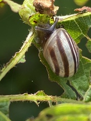 Cepaea
