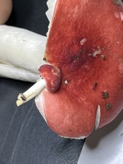 Russula silvestris