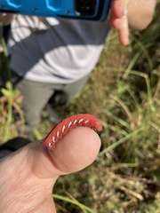 Eumorpha fasciatus