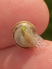 Cepaea
