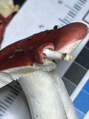 Russula silvestris