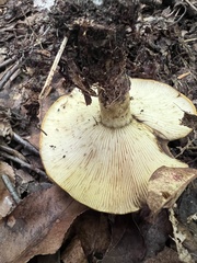 Lactarius sordidus