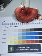 Russula silvestris
