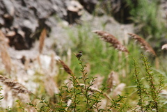 Cistothorus platensis