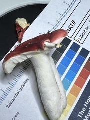 Russula silvestris
