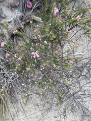 Pimelea ferruginea