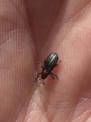 Microrhopala vittata