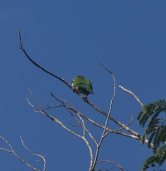 Eupsittula nana