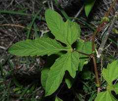 Passiflora bryonioides