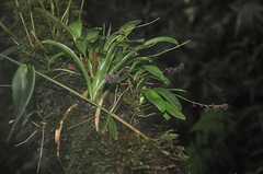 Stelis argentata