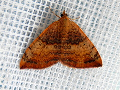 Chrysolarentia mecynata